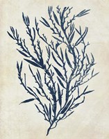 Indigo Blue Seaweed 3 b Fine Art Print