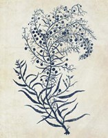 Indigo Blue Seaweed 3 c Fine Art Print