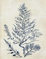 Indigo Blue Seaweed 3 d Fine Art Print