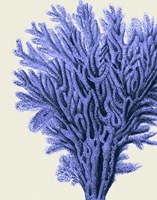Blue Corals 2 a Fine Art Print