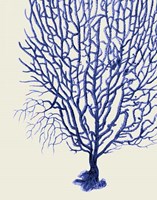 Blue Corals 2 b Fine Art Print