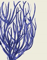 Blue Corals 2 c Fine Art Print