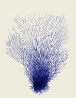 Blue Corals 2 d Fine Art Print