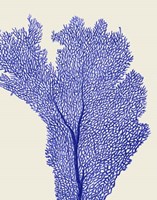 Blue Corals 2 e Fine Art Print