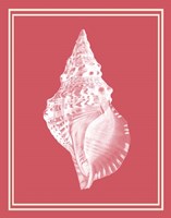 Mixed Nautical White on Coral d Fine Art Print