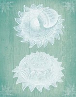 Shells White on Turquoise Fine Art Print