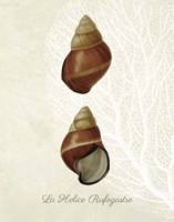 French Shell Print a Fine Art Print