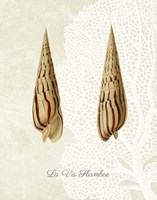 French Shell Print b Fine Art Print