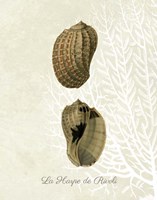 French Shell Print c Fine Art Print