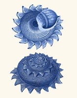 2 Blue Shells b Fine Art Print