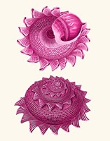 Pink Shells b Fine Art Print