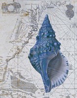 Seashell Collection 1 a Fine Art Print