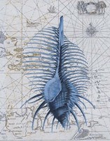 Seashell Collection 1 b Fine Art Print