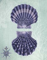 Seashell Collection 2 a Fine Art Print