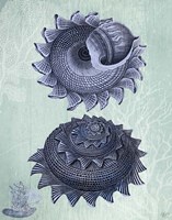 Seashell Collection 2 b Fine Art Print