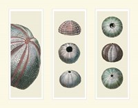 Sea Urchins on 3 Panels Fine Art Print