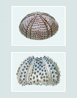 Sea Urchin Print on 2 Panels Fine Art Print
