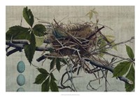 Nesting I Fine Art Print