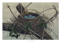 Nesting II Fine Art Print