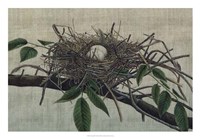 Nesting III Fine Art Print