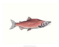 Watercolor Deep Sea Fish III Fine Art Print