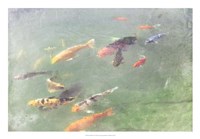Koi Reflections I Fine Art Print