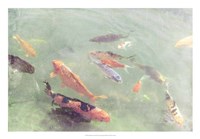 Koi Reflections II Fine Art Print