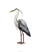 Sea Bird I Fine Art Print