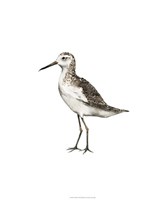 Sea Bird VI Fine Art Print