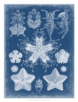 Marine Blueprint III Fine Art Print