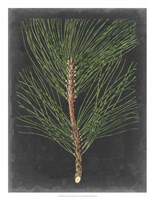 Dramatic Pine I Fine Art Print