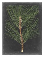 Dramatic Pine I Framed Print