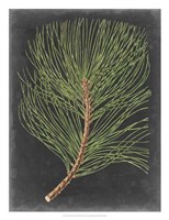 Dramatic Pine III Framed Print