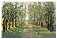 Forest Path Fine Art Print