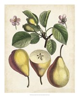 Antique Pear Study II Fine Art Print