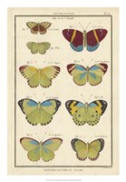 Histoire Naturelle Butterflies II Fine Art Print