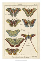 Histoire Naturelle Butterflies III Fine Art Print
