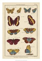 Histoire Naturelle Butterflies IV Fine Art Print