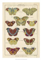 Histoire Naturelle Butterflies V Fine Art Print