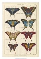 Histoire Naturelle Butterflies VI Fine Art Print