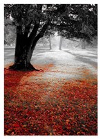 Autumn Contrast Fine Art Print