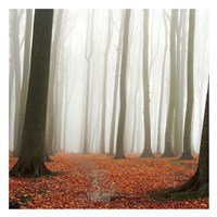 Autumn Forest Floor Fine Art Print
