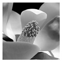 Fibonacci 1 Fine Art Print