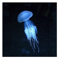 Luminescent Jellyfish Fine Art Print