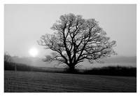 Meadow Tree Fine Art Print