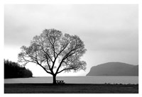 Picnic Tree Fine Art Print