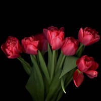 Red Tulips 6 Fine Art Print
