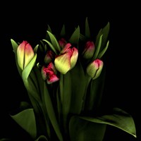 Tulips 1 Fine Art Print
