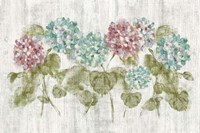 Vibrant Row of Hydrangea on Wood Fine Art Print