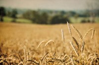 Blissful Country I Fine Art Print